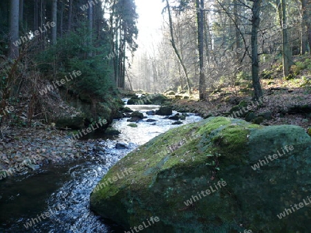 Flu?, Wald, Felsen