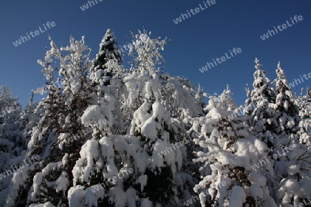 Schneelandschaft