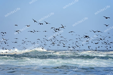 Kap Kormoran (Phalacrocorax capensis) Seal Island, False Bay, Simons Town bei Kapstadt, Western Cape, Westkap, S?dafrika, Afrika