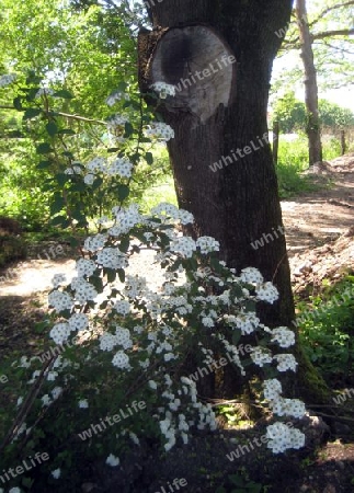 Blumen und Baum