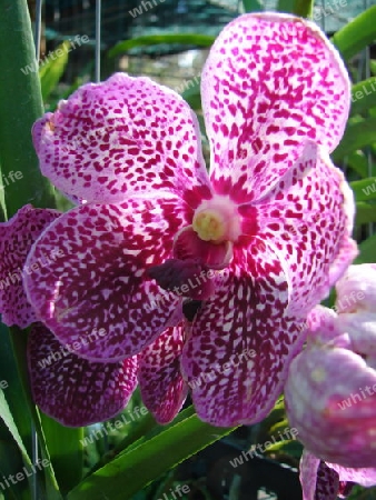 Orchidee