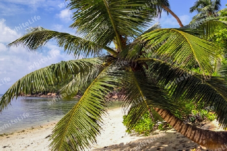 Beautiful palm trees at the beach on the tropical paradise islands Seychelles