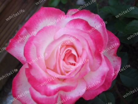 Pink Rose