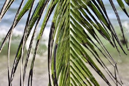 Beautiful palm trees at the beach on the tropical paradise islands Seychelles