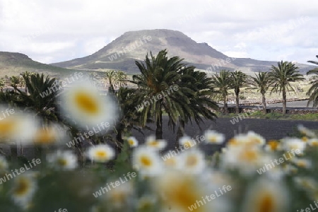 The volcanic Hills near the Village of Haria on the Island of Lanzarote on the Canary Islands of Spain in the Atlantic Ocean.
