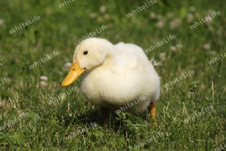 Duckling