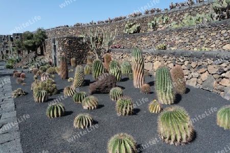 Kaktusgarten auf Lanzarote