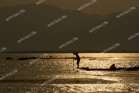 Fishermen at sunset in the Landscape on the Inle Lake in the Shan State in the east of Myanmar in Southeastasia.