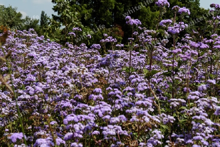 Herbstaster ,volles Beet im Spaetsommer