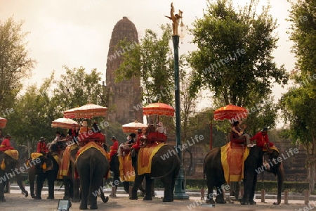 Ein Elephanten Taxi vor einem der vielen Tempel in der Tempelstadt Ayutthaya noerdlich von Bangkok in Thailand.