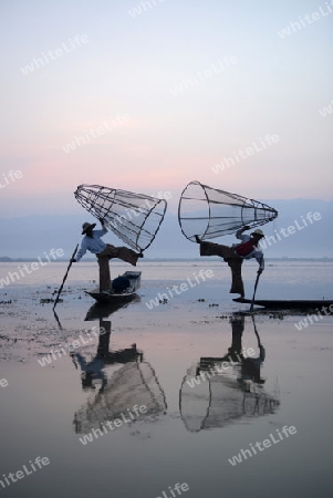 Fishermen at sunrise in the Landscape on the Inle Lake in the Shan State in the east of Myanmar in Southeastasia.