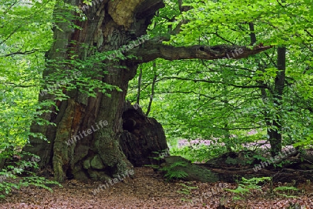  ca. 600 Jahre alte Buche, Fagus, Urwald Sababurg, Hessen, Deutschland