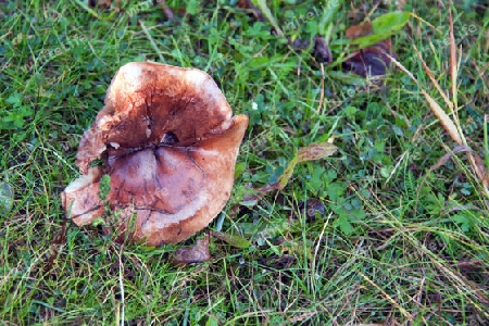 Perlan, unbekannter isl?ndischer Pilz, in Reykjavik gefunden