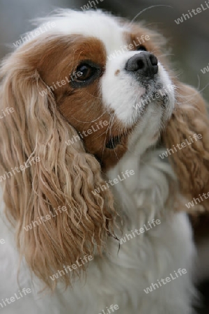 King Charles Spaniel