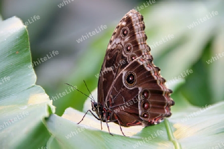 Schmetterling