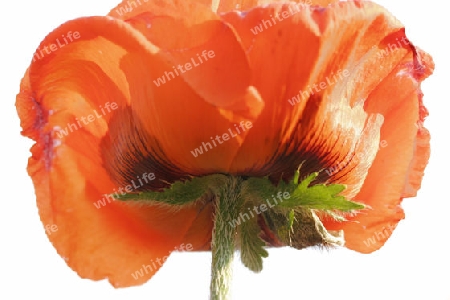 Mohn