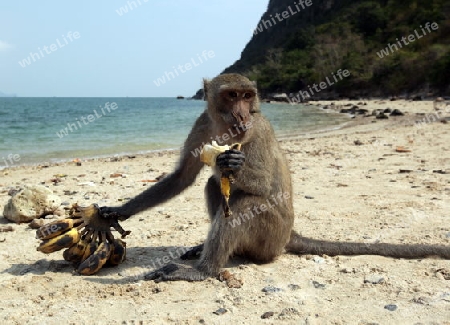 Wilde Affen auf der Monkey Island im Khao Sam Roi Yot Nationalpark am Golf von Thailand im Suedwesten von Thailand in Suedostasien.