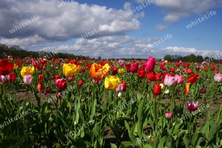 Ein Tulpenfeld mit vielen bunten Tulpen 