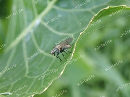 Weisse Fliege auf Blatt P8190925