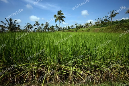 Asien, Suedost, Indonesien, Bali, Insel, Zentral Bali, Tegalalang, Reisterrassen, Wirtschaft, Landwirtschaft, Landschaft,   (Urs Flueeler) 