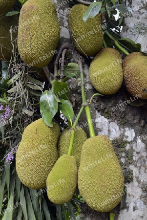 Jackfruechte an einem Baum beim Dorf Mae Hong Son im norden von Thailand in Suedostasien.