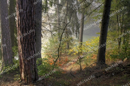 Herbstwald