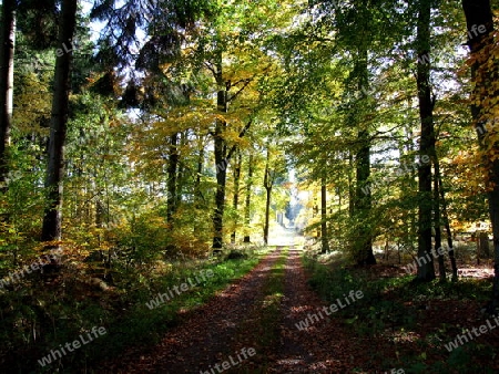 herbstlicher Waldweg