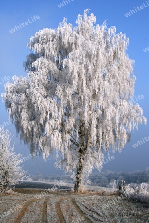 Birke im Winter