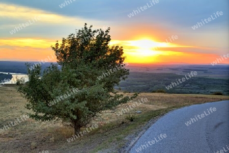 Baum bei D?mmerung