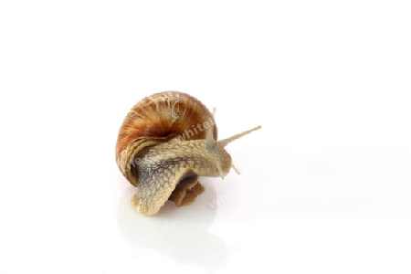 Weinbergschnecke auf hellem Hintergrund