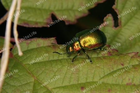 Prachtkaefer (Buprestidae) auf einem Blatt