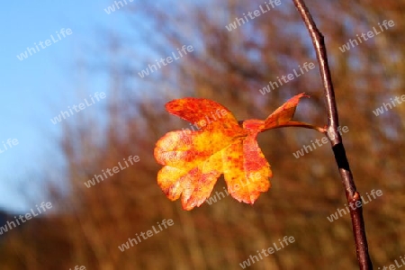 Wei?dornblatt im Herbst