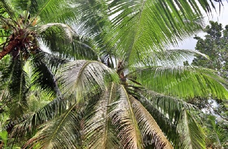 Beautiful palm trees at the beach on the tropical paradise islands Seychelles