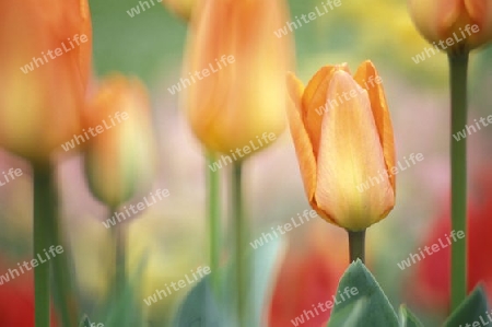 Orange Tulpen