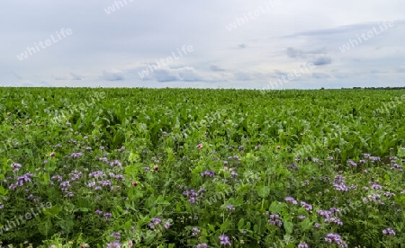 Summer view on agricultural crop and wheat fields ready for harvesting.