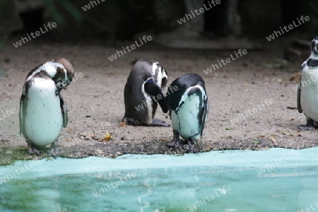 Pinguine