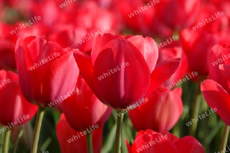 tulpen