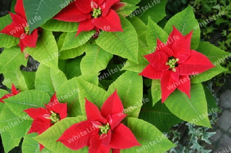 Weihnachtsstern Euphorbia pulcherrimal