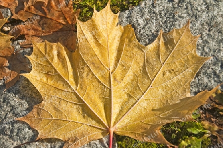 Herbstlaub