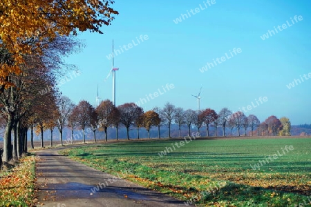 Allee im Herbst