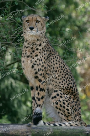 Gepard