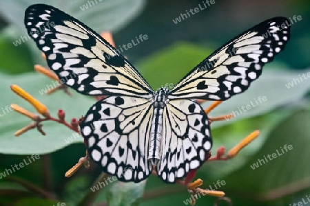 Schmetterling