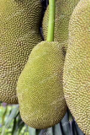 Jackfruechte an einem Baum beim Dorf Mae Hong Son im norden von Thailand in Suedostasien.