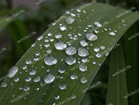 Wassertropfen auf Blatt P5170944