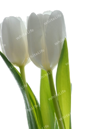 Weisse Tulpen