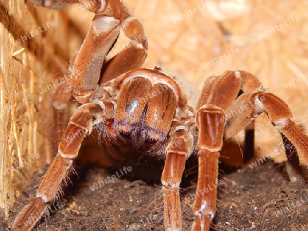 Vogelspinne (Theraphosa blondi)