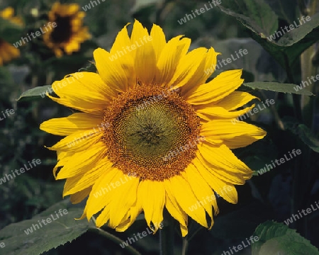 Sonnenblume