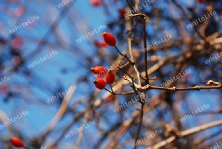 Rosa canina