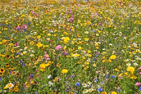 bunte Blumenwiese