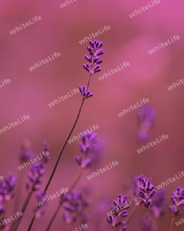 Lavendel